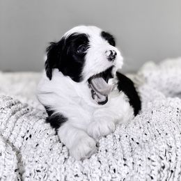 Aussiedoodle Puppies from Ever After Mini Doodles