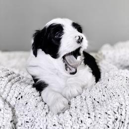 Aussiedoodle Puppies from Ever After Mini Doodles