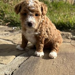 Mrs boots - Red  female Goldendoodle puppy in Quitman, Texas from Wright Doodles