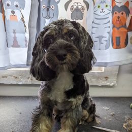 Monkey - Cockapoo