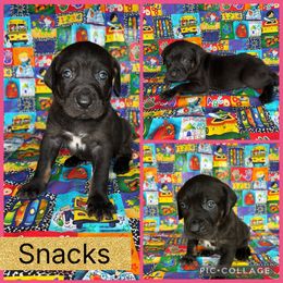 Snacks - Blue female Catahoula Leopard Dog puppy in Forbes, Minnesota from North Country Catahoulas