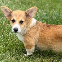 Lollie - Pembroke Welsh Corgi