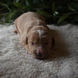 Rosie - Guardian Home Only - Red  female Goldendoodle puppy in Angola, Indiana from Classic City Doodles
