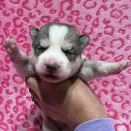 AKC Cotton-tail - Sable and white female Siberian Husky puppy in Centreville, Maryland from Huskies By the Bay
