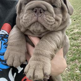 Bulldog Puppies from Midwest Monster Made Bulldogs