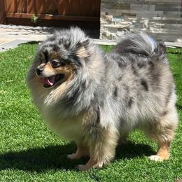 Stormy - Pomeranian