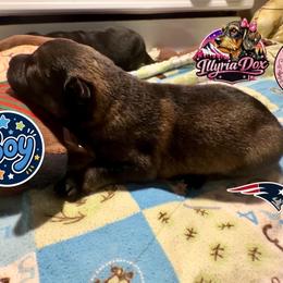 Patriot - Sable male German Shepherd puppy in Livingston, Kentucky from Illyria Dox & GSD