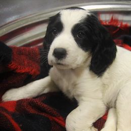 English Springer Spaniel Puppies from South Fork Springers