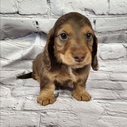 Cadbury (blue collar) - Chocolate and tan male Dachshund puppy in Anaconda, Montana from Williams Family Dachshunds