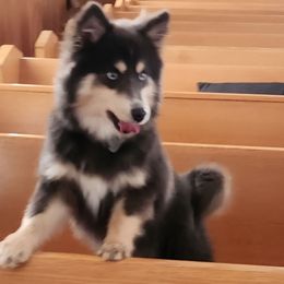 Baby - Pomsky