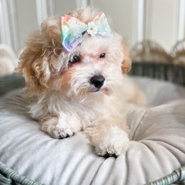 Apple Dumpling - Apricot female Poodle puppy in Chapel Hill, North Carolina from Cyndi’s Poodles