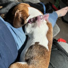 Pip - Dachshund