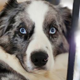 Dallas - Miniature American Shepherd