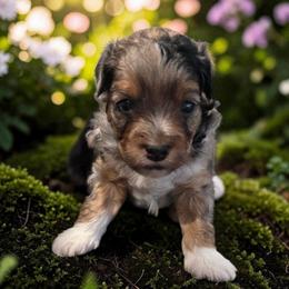 Chive - Blue merle male Aussiedoodle puppy in Lebanon, Oregon from Abbott Family Farm
