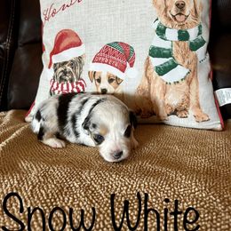 Snow White - Blue merle Miniature Australian Shepherd puppy in Boyd, Texas from Deep Creek Mini Aussies