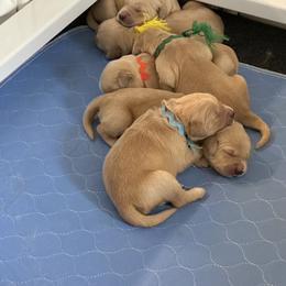 Golden Retriever Puppies from Gail’s Goldens
