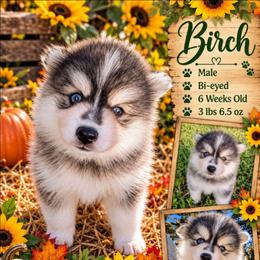 Birch - 1800 - Black and white male Pomsky puppy in Spring Hill, Florida from www.PuppyTimeEmporium.com