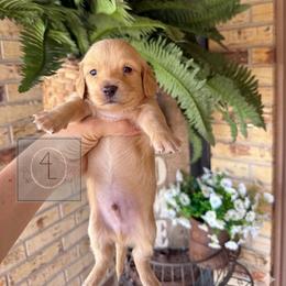 Boone - CKC Registered :: Red - Cream male Dachshund puppy in Erick, Oklahoma from 4-L Backyard Dach