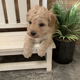 Candy - Cream female Goldendoodle puppy in Haddam, Kansas from Golden B Acres