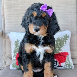 Ophelia - Tri-color female Bernedoodle puppy in Comanche, Texas from Central Texas Doodles, LLC.
