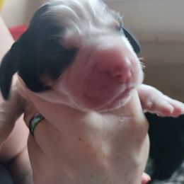 English Springer Spaniel Puppies from Sterling's springer Haven