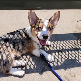 American Corgi and Pembroke Welsh Corgi Puppies from Weatherby’s Corgis