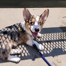 American Corgi and Pembroke Welsh Corgi Puppies from Weatherby’s Corgis
