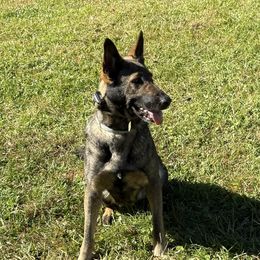 MOCHA - German Shepherd