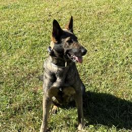 MOCHA - German Shepherd