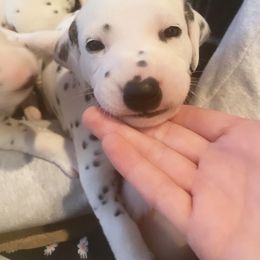 Dalmatian Puppies from Whispered Spots Dalmatians