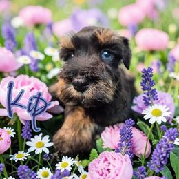 Kip - Black and silver male Miniature Schnauzer puppy in Clemmons, North Carolina from Schnauzer Snobs