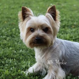 Buddy - Yorkshire Terrier