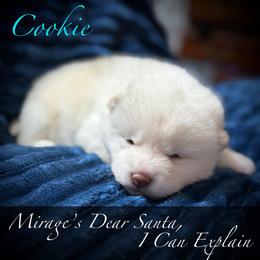 Shiba Inu puppies from Mirage Siberians