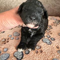 Indy - Black female Goldendoodle puppy in Cherry Tree, Pennsylvania from Plum Creek Acres Next Generation