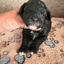 Indy - Black female Goldendoodle puppy in Cherry Tree, Pennsylvania from Plum Creek Acres Next Generation