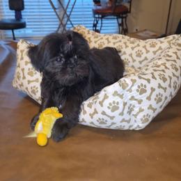 Charlotte - Black female Shih Tzu puppy in Kings Mountain, North Carolina from Britany's Shih Tzus