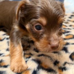 Girl 1 - Chocolate and tan female Yorkshire Terrier puppy in Hudson, Florida from MCM Acres