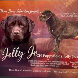 Jolly Jr - Chocolate male Labrador Retriever puppy in Maynardville, Tennessee from Three Bears Labradors
