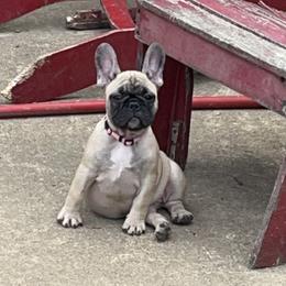 Girl 3 - Fawn French Bulldog puppy in Tennessee from West Tennesse Frenchies