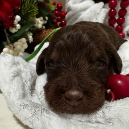 Eddie VanHalen - Brown male Bernedoodle puppy in Gilbert, Arizona from The Berne Barn... it’s a Doodle thing!