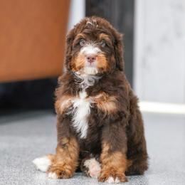 Si (socialization program student) - Chocolate merle male Bernedoodle puppy in Dundee, Ohio from Down Home Doodle
