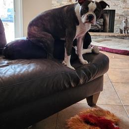 Boston Terrier Puppies from VALERIE GRAPENTINE