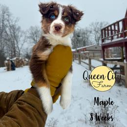 Maple (yellow) - Red tri-color female Australian Shepherd puppy in Falmouth, Kentucky from Queen City Farm