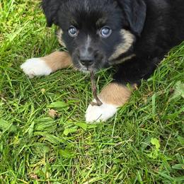 Willow - Black tri female Toy Australian Shepherd puppy in High Point, Missouri from High Point Toy Aussies