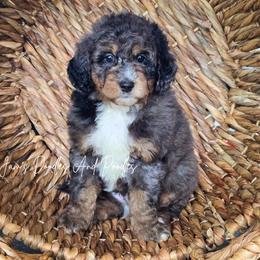 Neptune - Blue merle male Bernedoodle puppy in Cleveland, Georgia from Jam's Doodles And Poodles