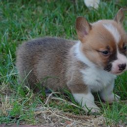 Pembroke Welsh Corgi Puppies from Synergy Stables, Inc.
