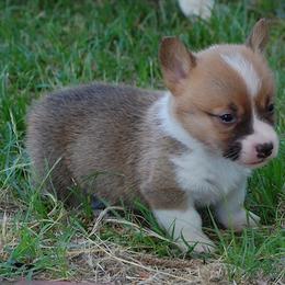 Pembroke Welsh Corgi Puppies from Synergy Stables, Inc.