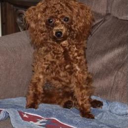 Labrador Retriever, Poodle, Shih Tzu, and Yorkshire Terrier Puppies from Silver Bells Paw Prints