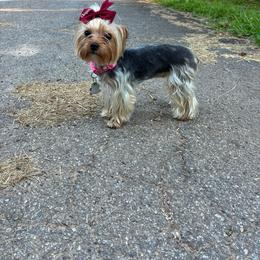 Keeda - Yorkshire Terrier