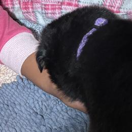 Purple Girl - Black and red female German Shepherd puppy in Rolesville, North Carolina from Ransomshire Shepherds